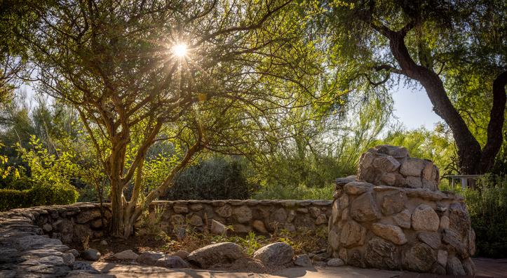 The sun shines through a palo verde tree in front of a stone wall at Tohono Chul. By Eirini Pajak