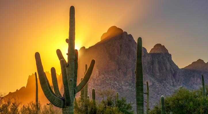 The setting sun casts a golden glow behind rocky peaks with saguaros in the foreground at Ironwood Forest National Monument. By Norma Jean Gargasz