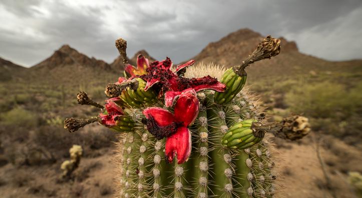 A saguaro heavy with fruit grows in Saguaro National Park’s Tucson Mountain District. In this area, the fruit typically ripens in late June and early July. | A saguaro heavy with fruit grows in Saguaro National Park’s Tucson Mountain District. In this area, the fruit typically ripens in late June and early July. | Bill Hatcher