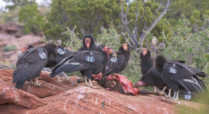 California condors scavenging
