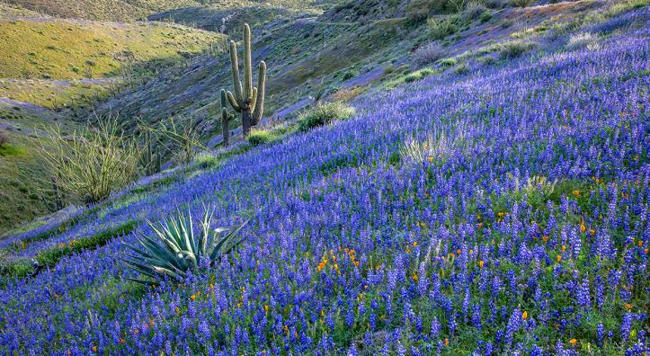Countless lupines and a smattering of Mexican goldpoppies surround agaves, ocotillos and saguaro cactuses on the side of King’s Crown Peak,  near Superior. According to the U.S. Geological Survey, the peak was named by miners who felt the nearby Silver King Mine deserved a crown. By Paul Gill