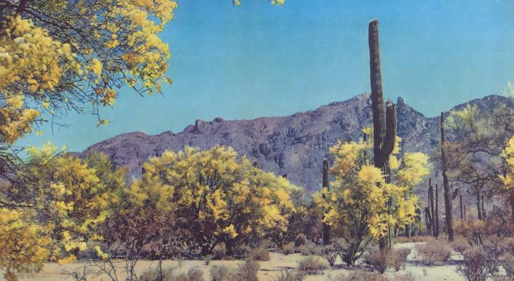 Paloverde trees and saguaro cactuses display their spring blossoms beneath rocky peaks in the Sonoran Desert. The photos accompanying this essay are from the 1940s, when the essay first appeared in Arizona Highways. | Tad Nichols