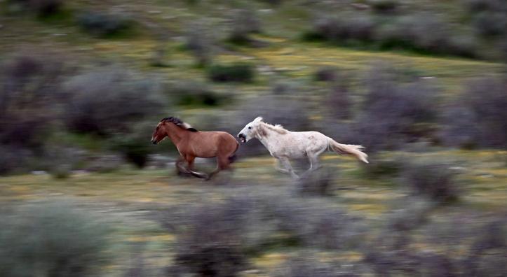 A white horse chases a brown horse at top speed through a green and scrubby setting, getting close enough to bite. By Jessica Finnie