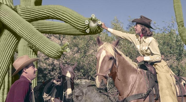 A guest at the Tucson area’s Flying V Ranch examines a saguaro blossom during a guided horseback ride in the mid-20th century. Arizona Historical Society/Restoration by Richard Jackson