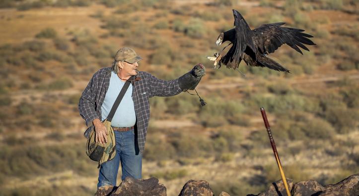 Jerry Ostwinkle offers a treat to a golden eagle approaching to perch on his arm. By Bruce D. Taubert