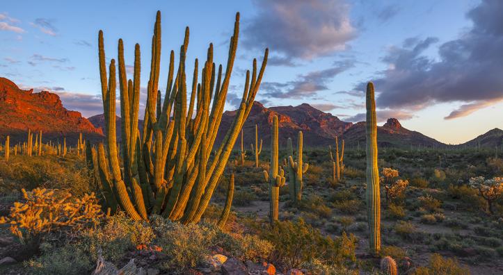 Late-afternoon light illuminates the Ajo Range, saguaros and one of the namesakes of Organ Pipe Cactus National Monument. | George Stocking