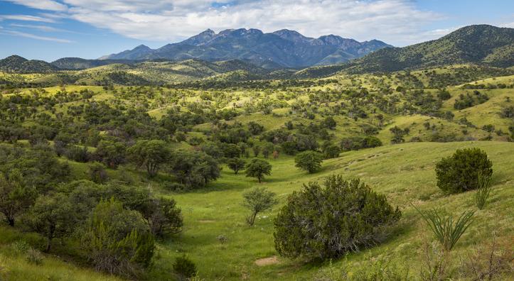 Oaks, junipers and ocotillos populate the rolling foothills of the Santa Rita Mountains, southeast of Tucson, the morning after a heavy monsoon storm. Home to biodiverse Madera Canyon and a Smithsonian Institution observatory, the Santa Ritas are one of Southern Arizona’s many “sky island” ranges. | Joel Hazelton