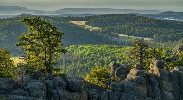 A rolling sea of evergreens stretches to the horizon in a view from the White Mountains’ East Baldy Trail. This challenging hiking route is one of two that ascend Mount Baldy, the highest peak in the White Mountains. By Laurence Parent