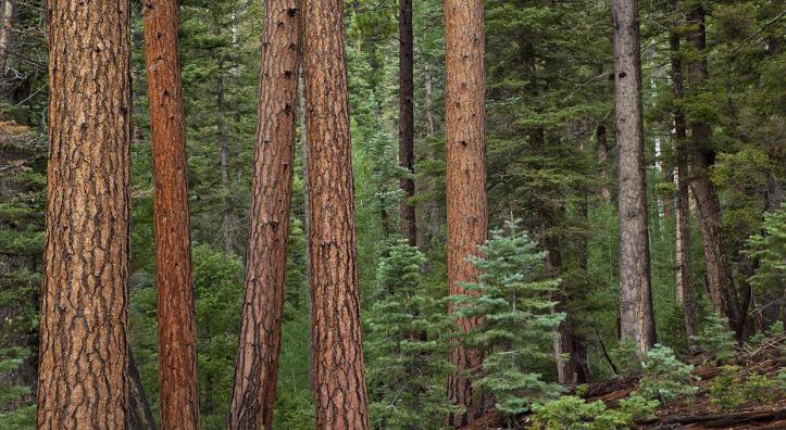 Reddish ponderosa pine trunks contrast with green pine, spruce and Douglas-fir needles on the Kaibab Plateau, north of the Grand Canyon. Featuring elevations of up to 9,200 feet, the Kaibab Plateau is known for mild summers and snowy winters. By Tom Bean