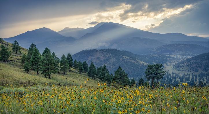 The San Francisco Peaks, Arizona’s highest mountains, loom over a hillside of evergreens and wildflowers at sunset. The Peaks are sacred to several of Arizona’s tribes, adding deeper meaning to an effort to rename one of the summits. By Michael Wilson