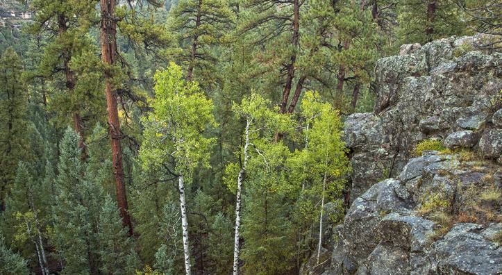Aspens mingle with ponderosa pines in Sandys Canyon, a scenic hiking destination southeast of Flagstaff. This view is from an overlook west of Canyon Vista Campground, which is just off Lake Mary Road (Forest Highway 3). By Tom Bean