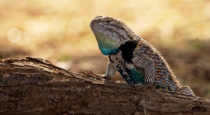 2024 Wildlife photo contest winning submission of a desert spiny lizard. By Randi Najac