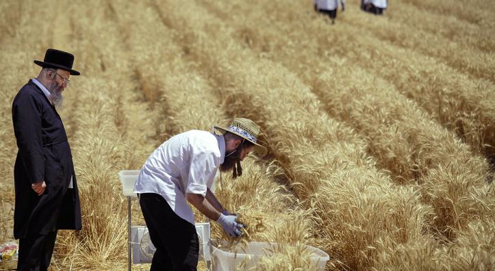 A Hasidic rabbi watches as workers harvest wheat on a farm outside Yuma. The wheat must meet a series of strict qualifications to be certified kosher. | Joshua Lott