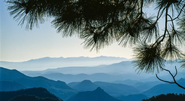 The evergreens of Eastern Arizona’s Blue Range Primitive Area frame a view of New Mexico’s Blue Range Wilderness to the east. While New Mexico’s portion of the Blue Range has received wilderness protection, Arizona’s remains a primitive area — the last such area in the U.S.  | JACK DYKINGA