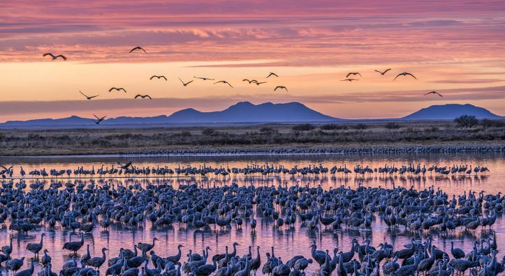 A dense population of lesser sandhill cranes prepares to take flight from their overnight roost at Twin Lakes, a pair of reservoirs in Willcox, at sunrise. By Jack Dykinga
