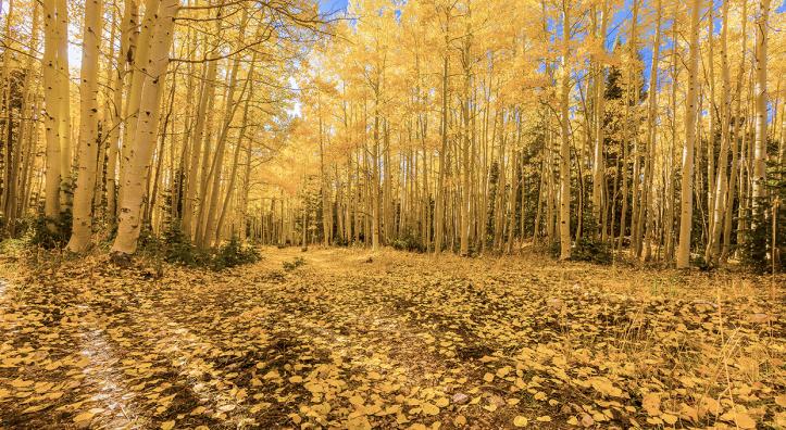 The fallen leaves of aspens create an autumnal blanket in the Kaibab National Forest. | BYRON NESLEN
