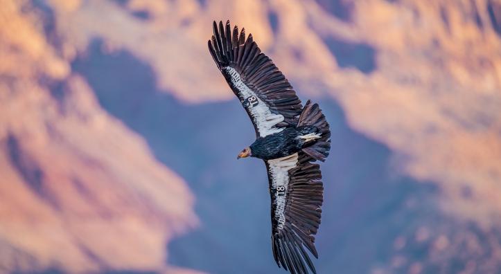 California condors, which once were nearly extinct, are among many bird species that call Baaj Nwaavjo I’tah Kukveni-Ancestral Footprints of the Grand Canyon National Monument home. | JACK DYKINGA