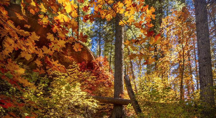 Maple leaves glow yellow, orange and red amid evergreens along the West Fork of Oak Creek, near Sedona. The best time to see fall color in Oak Creek Canyon is mid-October through mid-November, according to locals. | Byron Neslen
