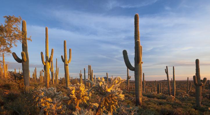 Sonoran Desert National Monument, east of Gila Bend in Southern Arizona, is home to an extensive forest of saguaros. | Paul Gill