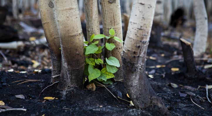 A new aspen shoot rises from earth charred by the Dragon Bravo Fire on the North Rim of the Grand Canyon. This photo was made just south of Cape Royal Road on October 1, the day the road reopened to the public. By Amy S. Martin