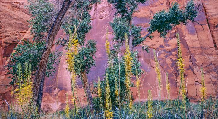 Tall cottonwoods and flowering plants reach toward the steep sandstone walls of Paria Canyon, a remote destination in Northern Arizona. Known for its hiking opportunities, the canyon is part of the Paria Canyon-Vermilion Cliffs Wilderness. By Jack Dykinga