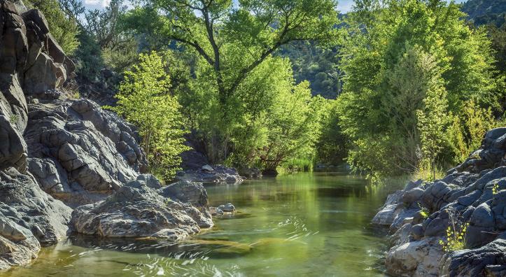 Backlit cottonwoods define a view of Central Arizona’s Fossil Creek. Once an omnipresent sight along the state’s waterways, cottonwoods now occupy a fraction of their former habitat — a result, scientists say, of increased water use and climate change. | Derek von Briesen
