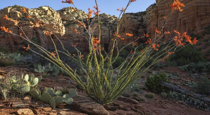 The rising sun illuminates a blooming ocotillo and prickly pear cactuses along the Sedona area’s Teacup Trail. Ocotillos typically bloom in the spring but may also do so in response to summer rainfall. | Laura Zirino
