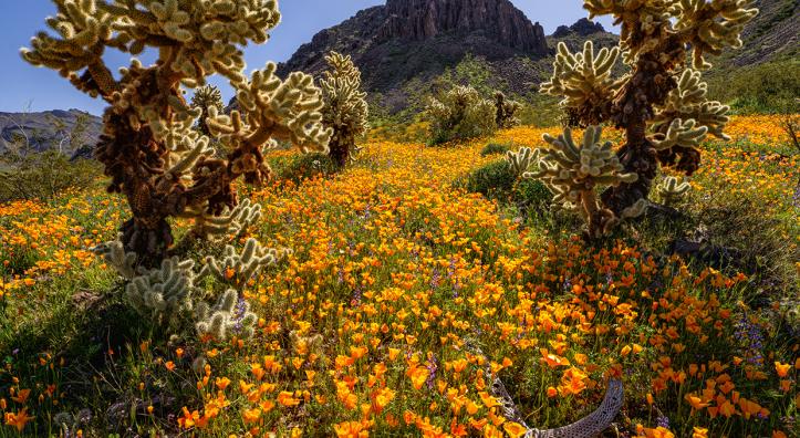 Mexican goldpoppies and lupines decorate a meadow dotted with teddy bear chollas in the Black Mountains of Western Arizona. This location is near the old mining town of Oatman, now a tourist destination known for its free-roaming burros. | Claire Curran