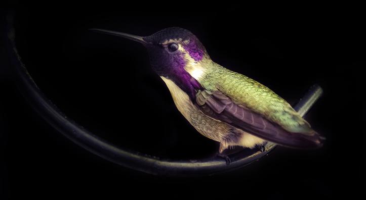 “Reprieve” by Max Tuttle/Honorable Mention in the 2025 student photo contest, is a photo of a green and purple hummingbird against a dark backdrop.