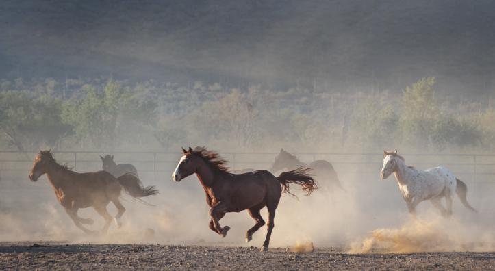 A brown horse with a white blaze runs in the foreground, kicking up dust, while other horses are blurred in the background. 