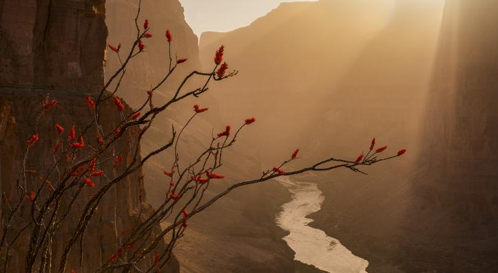 A blooming ocotillo is the key to Adam Scallau's image of the Colorado River from Whitmore Canyon Overlook on the Grand Canyon's north rim.