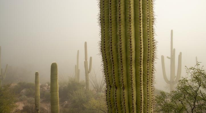 Photograph of saguaros in a foggy desert landscape is by Gurinder Singh.