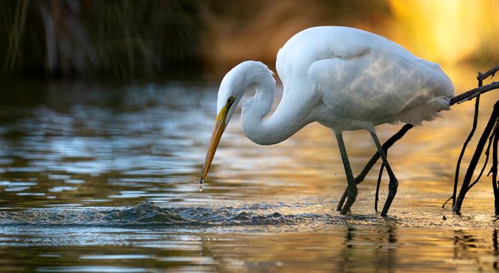 A wading great egret by Tyler Hartung won Best of Show in the 2025 Wildlife Photo Contest, sponsored by Arizona Game & Fish