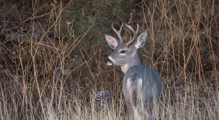 Chiricahua National Monument is home to hundreds of species, including Coues white-tailed deer. | Bruce D. Taubert