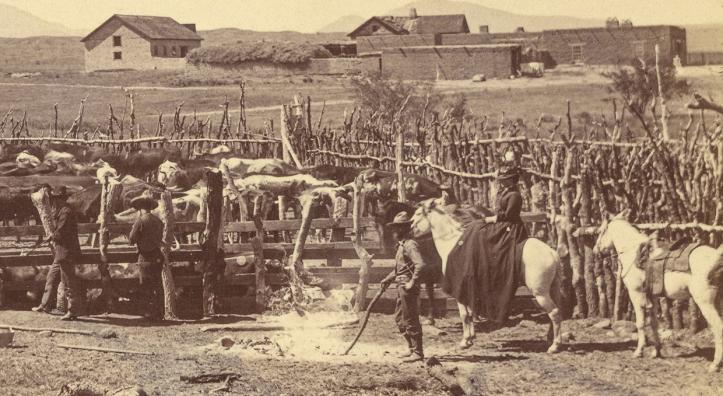 Margaret Vail, whose husband purchased the property in 1876, works cattle in the historic upper corral. | Empire Ranch Foundation