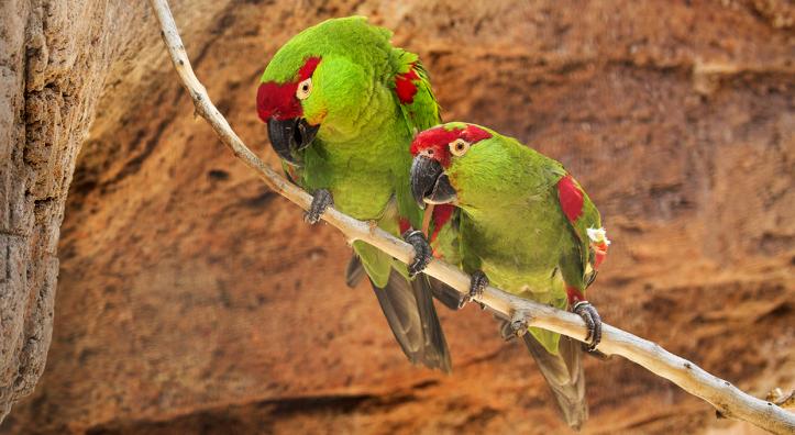 Thick-billed parrots once were plentiful in Arizona, but today, the state has only six — all in captivity. This pair lives at the Arizona-Sonora Desert Museum in Tucson. | Bruce D. Taubert