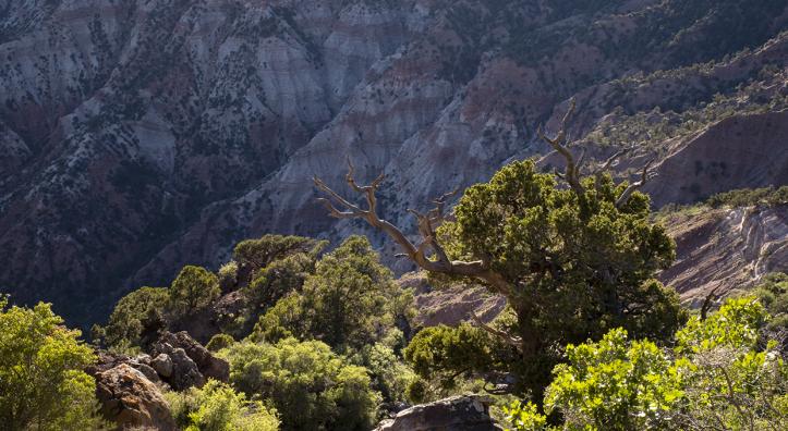 A sunlit slope in the Mount Logan Wilderness is awash with desert vegetation. The 14,650-acre wilderness area was designated in 1984. | JONATHAN BUFORD