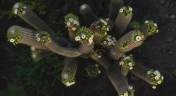 Saguaros crowned with blossoms are photographed from above by Shane McDermott operating a drone. drone