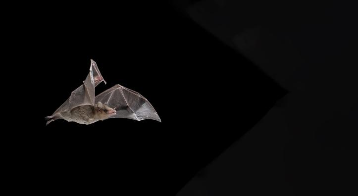 In the United States, Arizona, with 29 bat species, is second only to Texas. Last year, the state cut that deficit by one when the endangered Mexican long-nosed bat (Leptonycteris nivalis, pictured here), a nectar-eating species, was officially confirmed in Southeastern Arizona. | JOSÉ MARTÍNEZ-FONSECA
