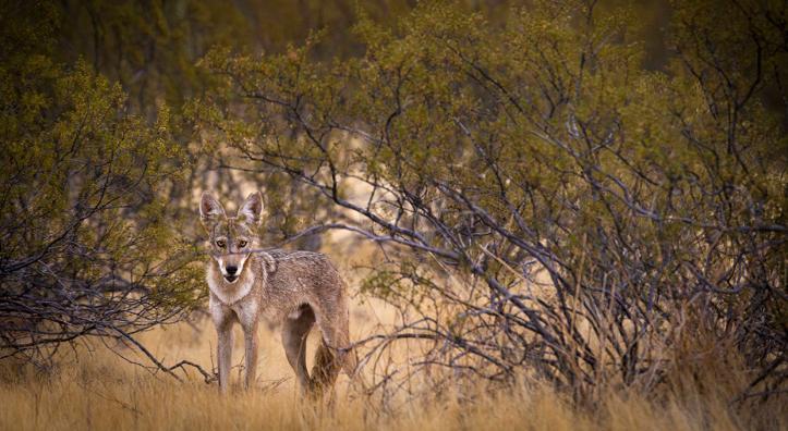 A coyote in thick vegetation just south of Florence surveys its surroundings. | Eirini Pajak