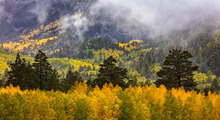 Fog lingers over a stand of golden aspens in Lockett Meadow, in the San Francisco Peaks. | CLAIRE CURRAN