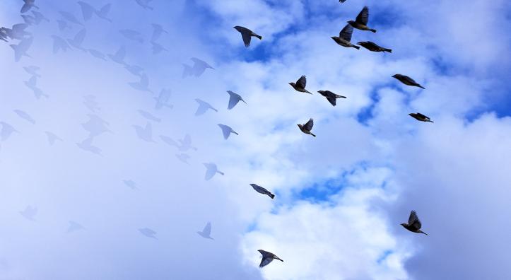 A flock of birds is partially obscured by clouds as it flies upwards against a blue and white backdrop. By Norma Jean Gargasz