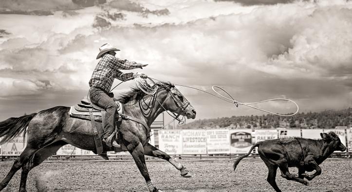A cowboy stretches out to fire his lasso at a calf during the calf roping competition at the Arizona Cowpuncher’s Reunion Association rodeo in Williams. | Bev Pettit 