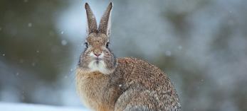 0111_rabbitsnow_0.jpg