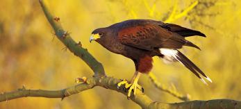 0113_harrishawk_0.jpg