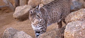 0114_bobcat_0.jpg