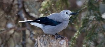 0315_clarknutcrackers.jpg