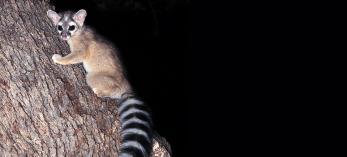 04111_ringtail_0.jpg