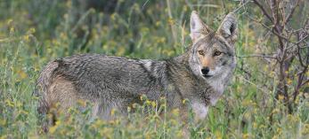 0510_coyote.jpg