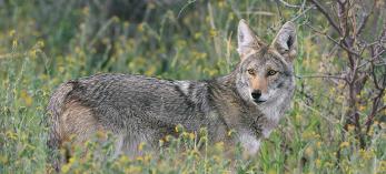 0510_coyote2.jpg